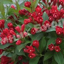 Вейгела Бордовая