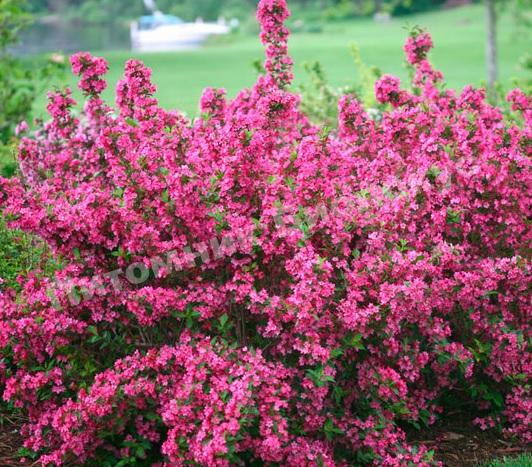 Вейгела Розовая