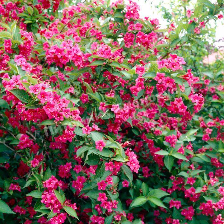 Вейгела Бристоль Руби