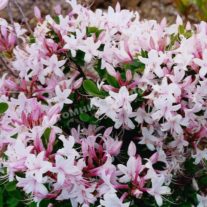 Рододендрон Атлантический