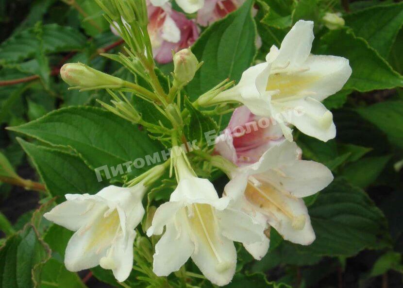 Вейгела изящная