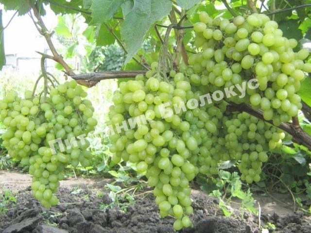 Виноград Алешкин (Алешенькин)