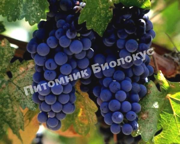 Виноград Альфа