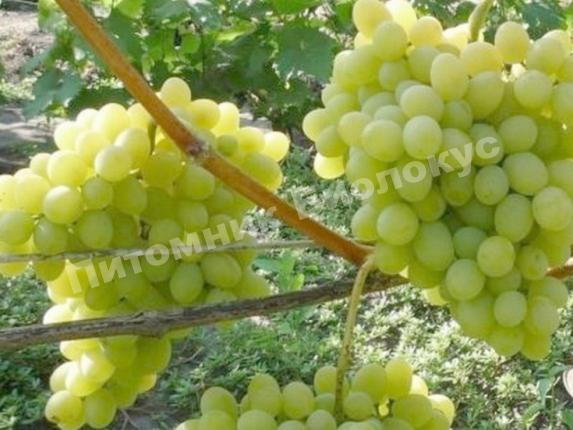 Виноград Августин белый