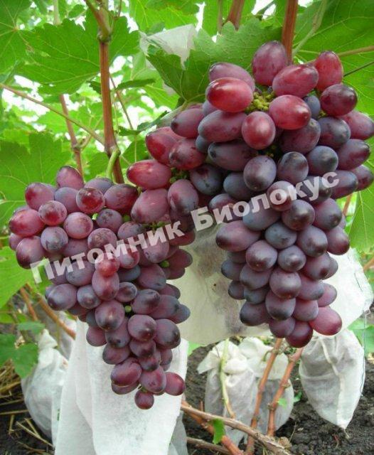 Виноград Десертный
