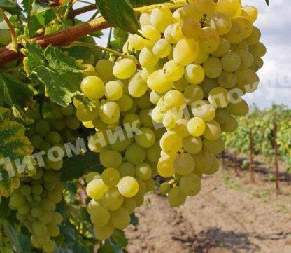 Виноград Элегант сверхранний