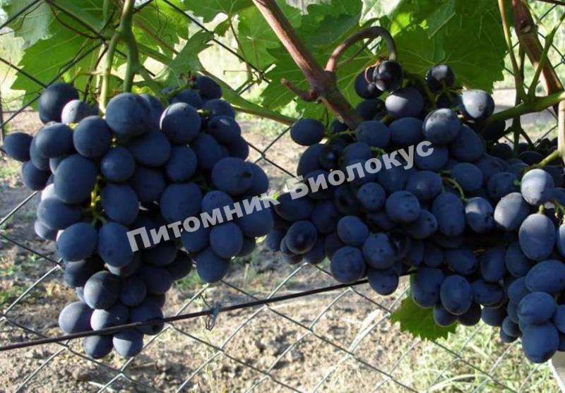 Виноград Гала