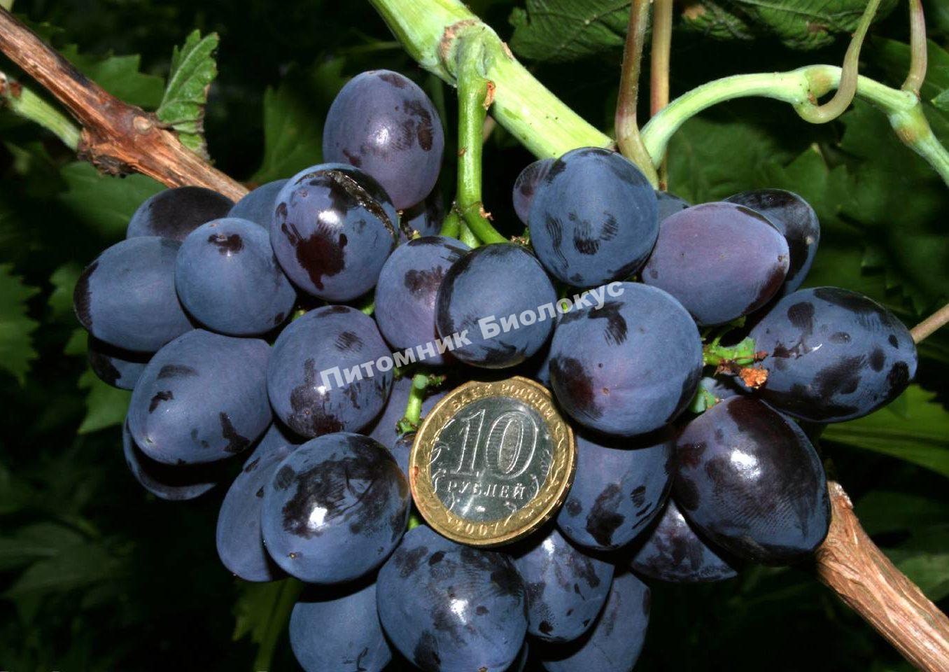 Виноград Кардинал