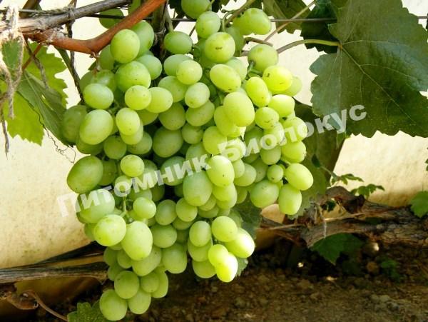 Виноград Кеша