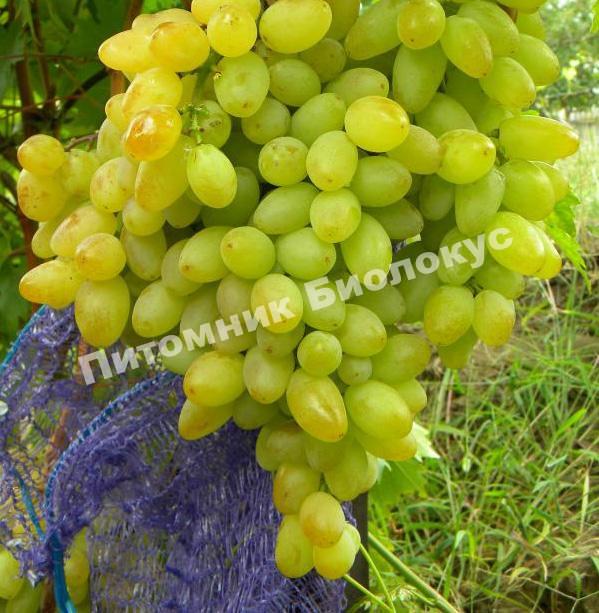 Виноград Кишмиш Арсеньевский