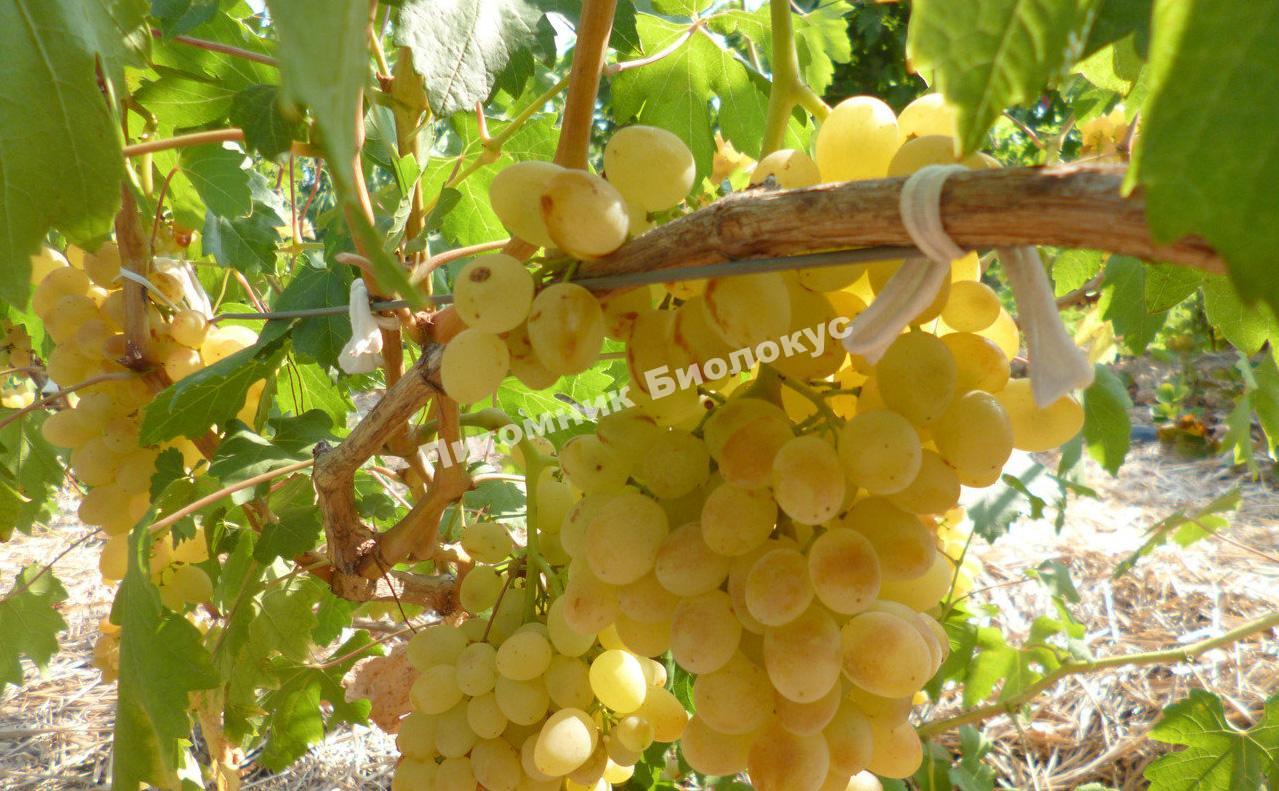 Виноград Кишмиш Балет