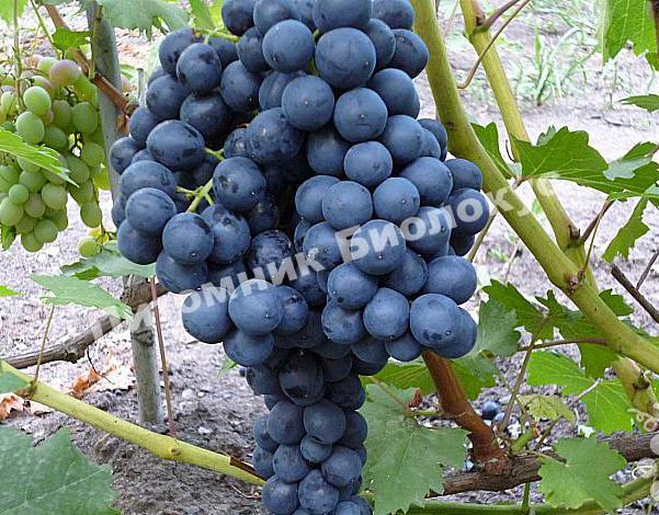 Виноград Кишмиш Изумруд (Блек Эмеральд)