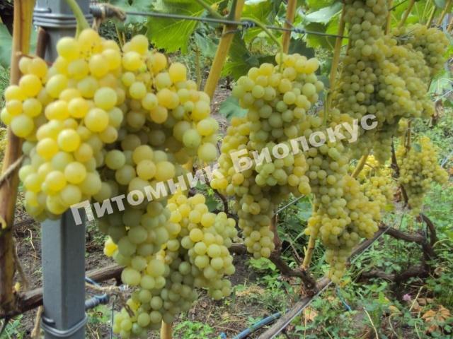 Виноград Кишмиш 342