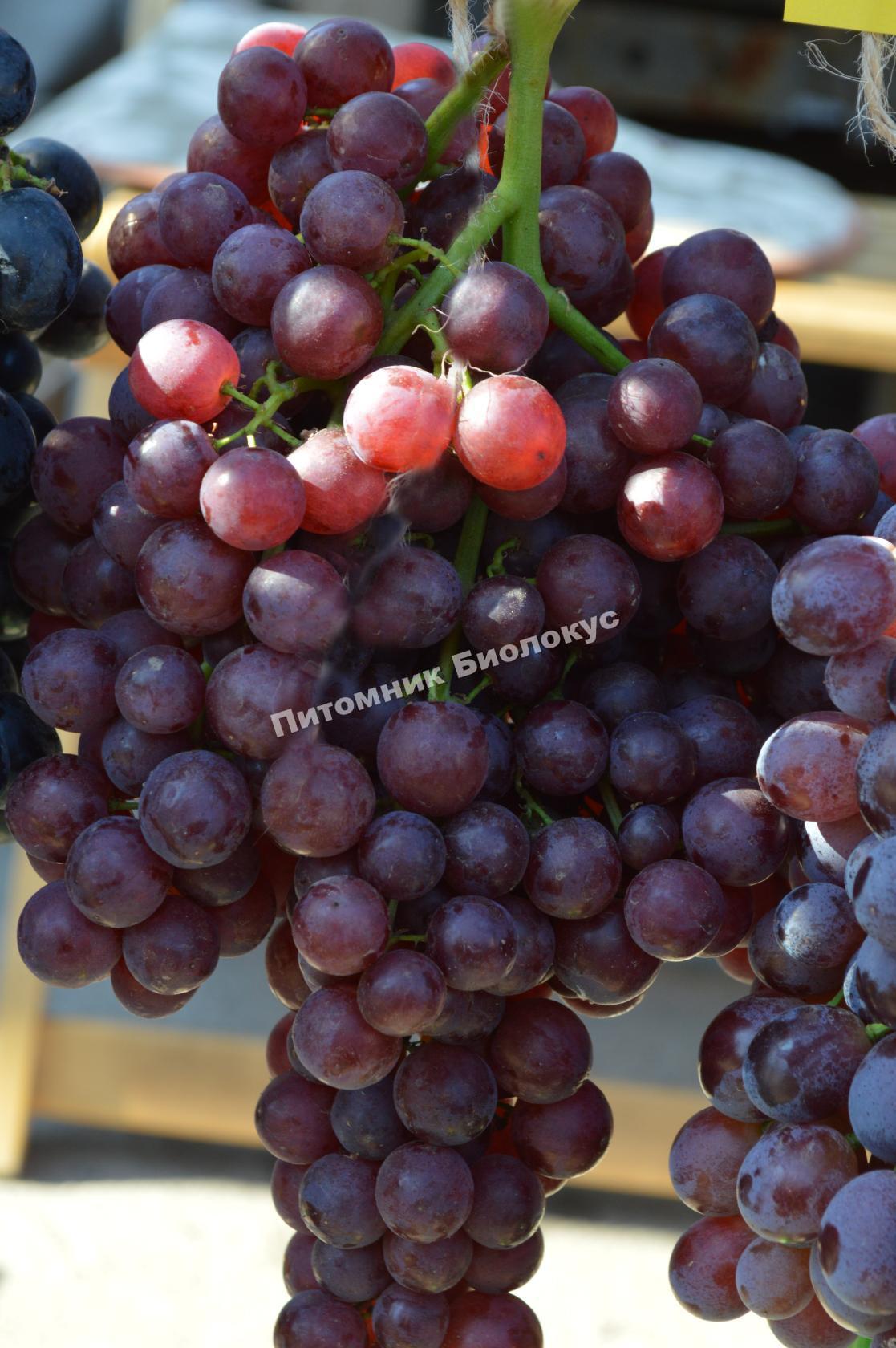 Виноград Кишмиш Красное пламя (Ред Флейм)