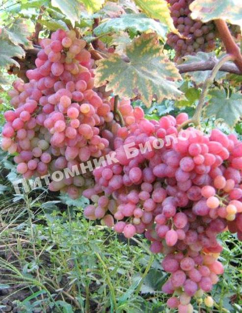 Виноград Кишмиш Лучистый