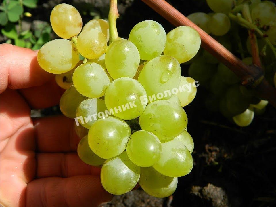 Виноград Кишмиш Нептун