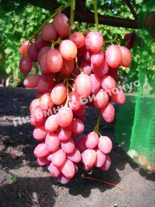 Виноград Кишмиш Премьер