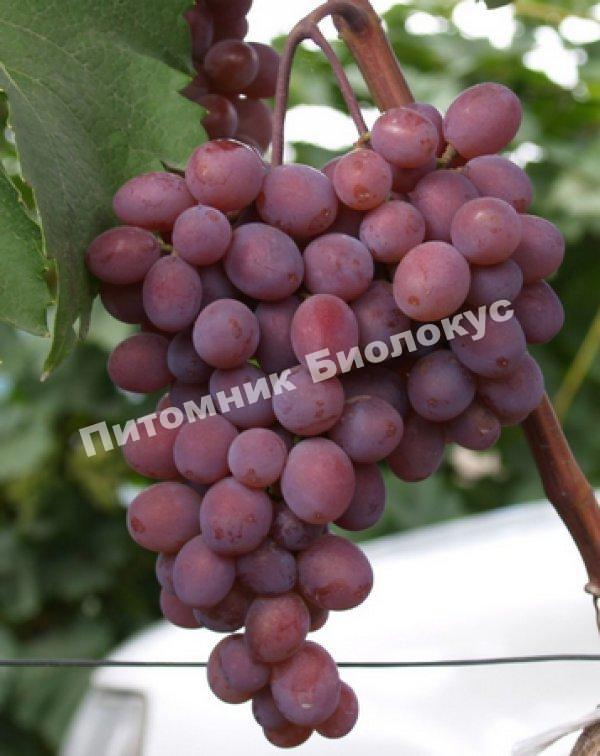 Виноград Кишмиш Запорожский