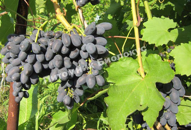 Виноград Кодрянка (Черная магия)