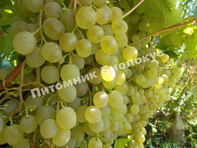 Виноград Краса севера (Ольга)
