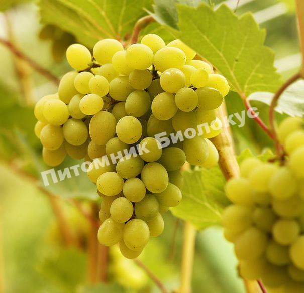 Виноград Лора