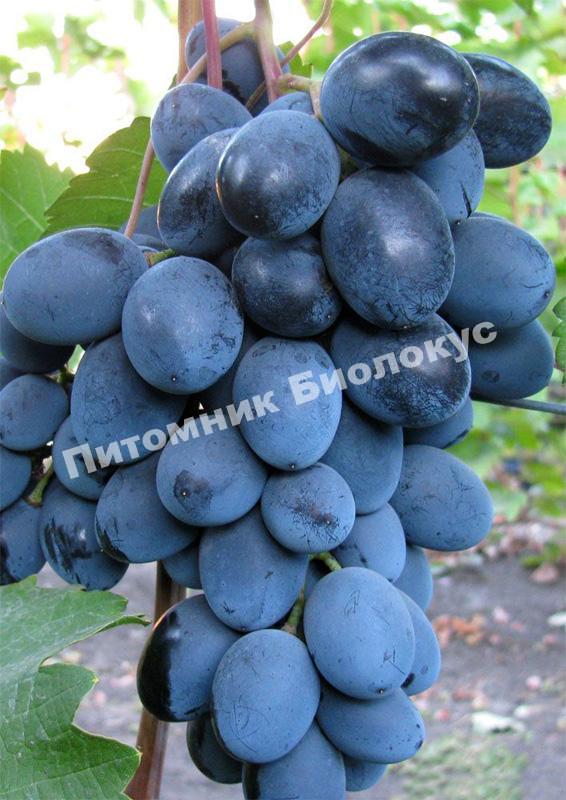 Виноград Махаон