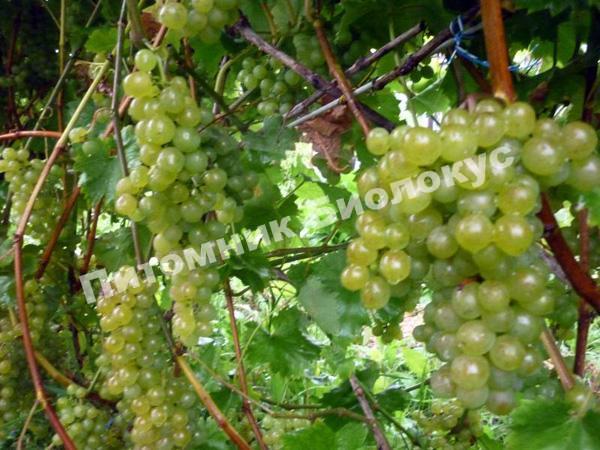 Виноград Московский устойчивый