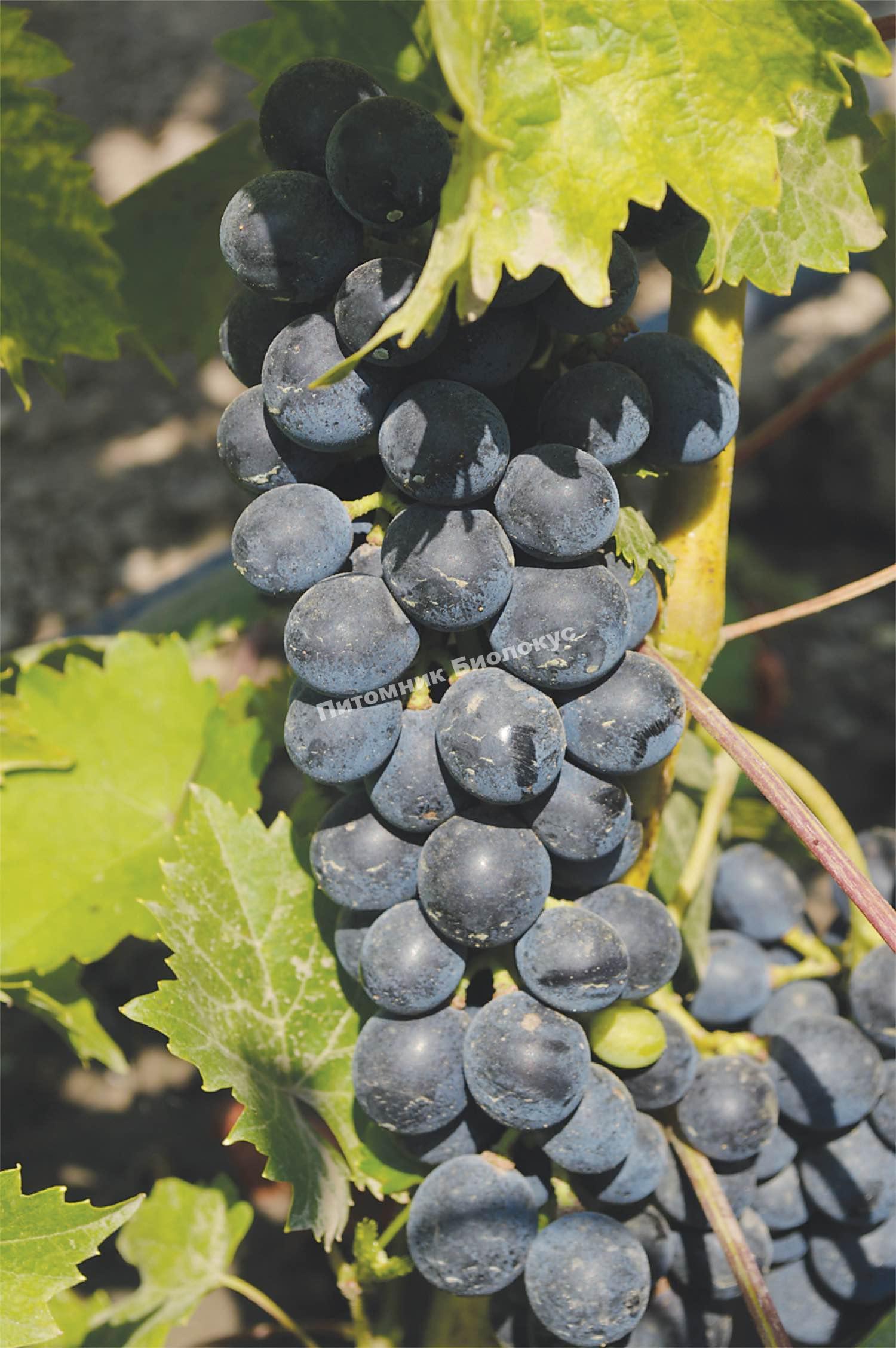 Виноград Мускат черный (Мускатный черный)