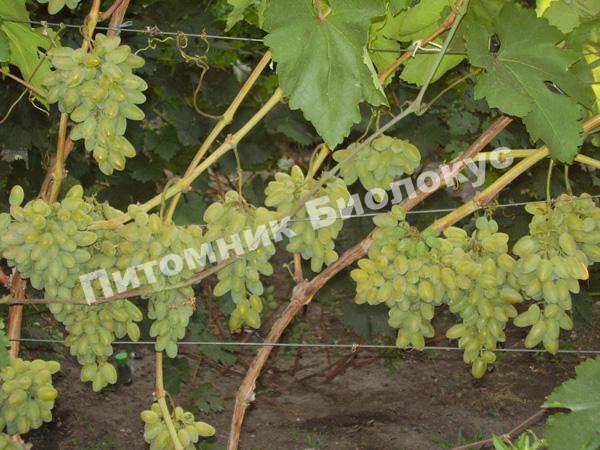 Виноград Мускат летний