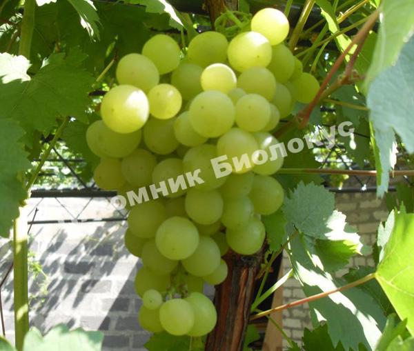 Виноград Мускат янтарный