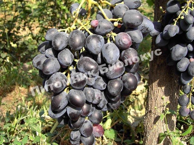 Виноград Надежда АЗОС