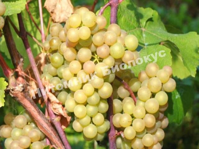 Виноград Платовский