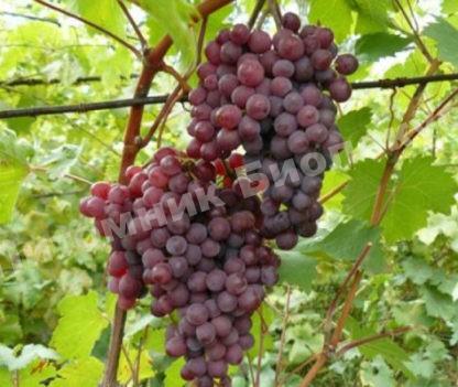 Виноград Русский ранний (Конфетка)