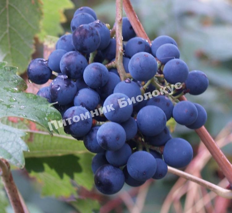 Виноград Лидия
