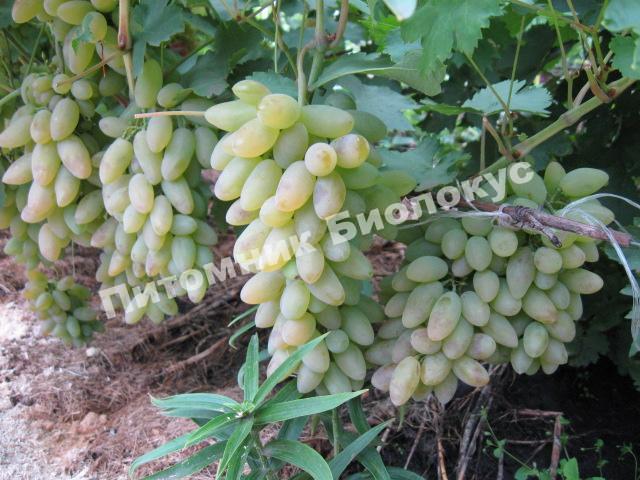 Виноград Тимур