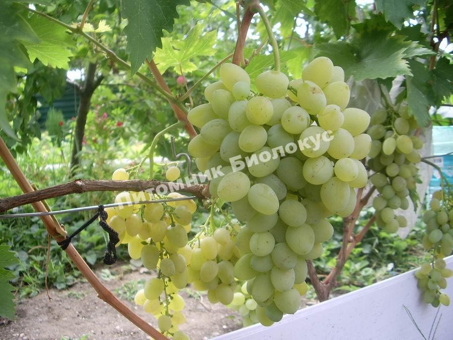 Виноград Восторг белый