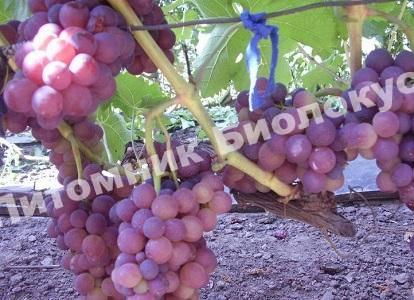 Виноград Розовый жемчуг