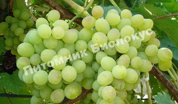 Виноград Талисман