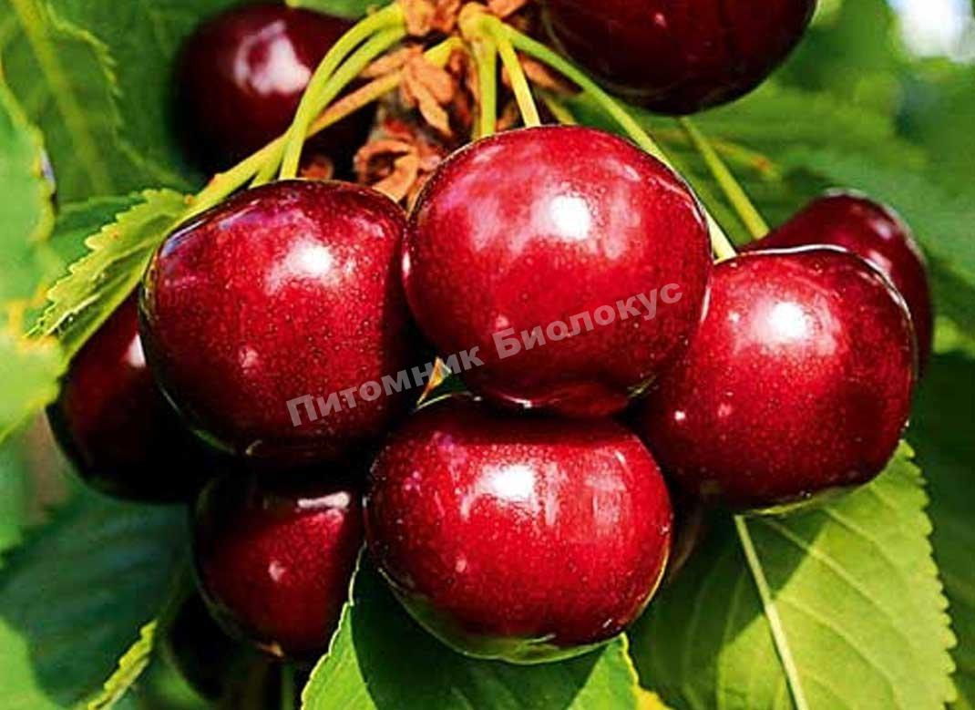 Вишня Альфа