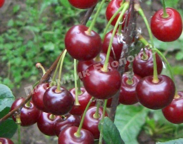 Вишня Ассоль