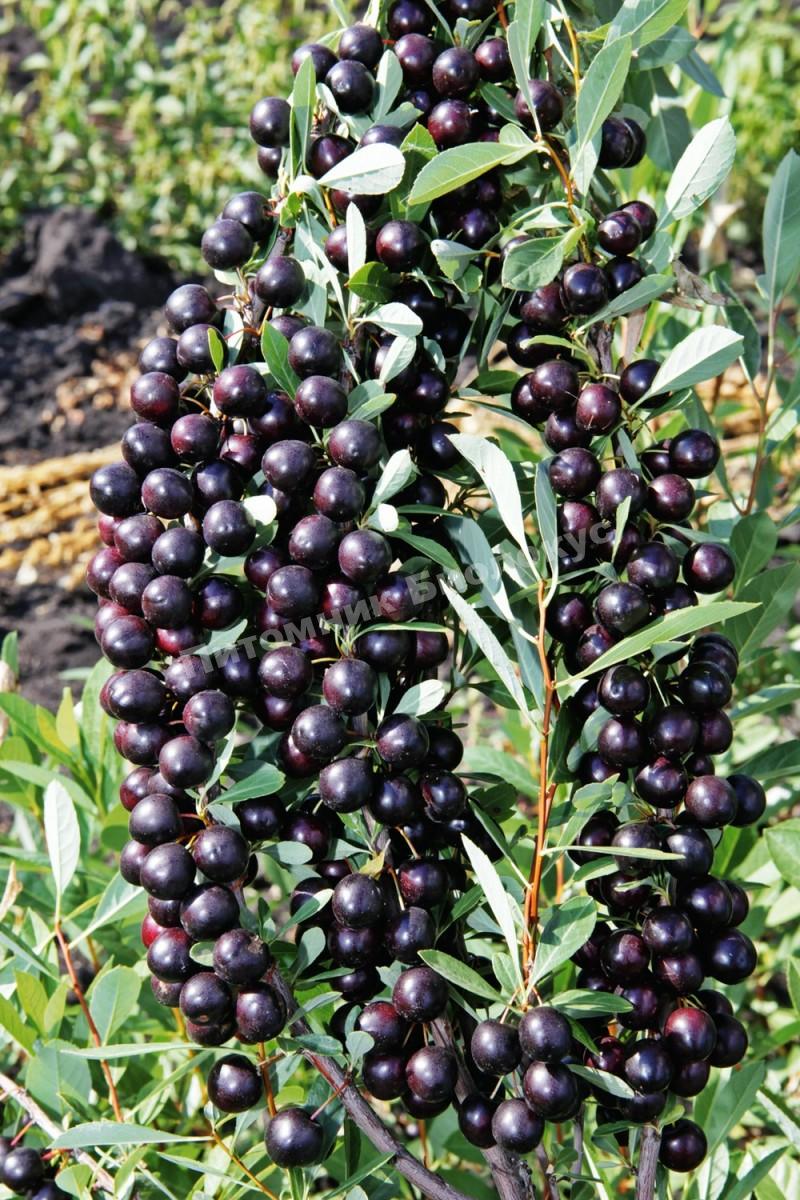 Вишня Бессея (песчаная)