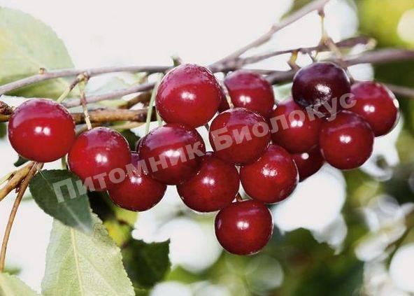 Вишня Болотовская