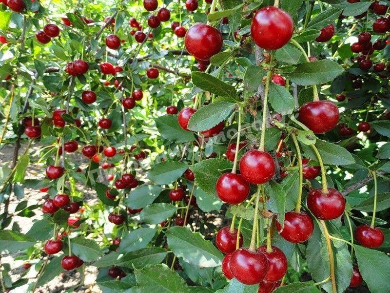 Вишня Булатниковская