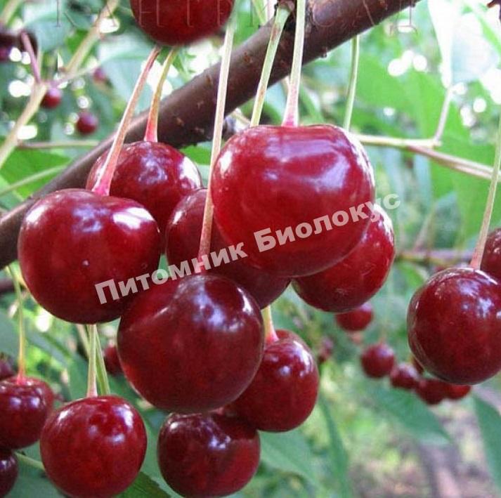Вишня Десертная Морозовой
