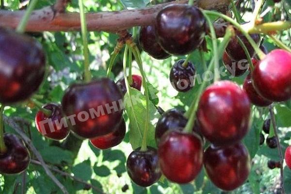 Вишня Гирлянда