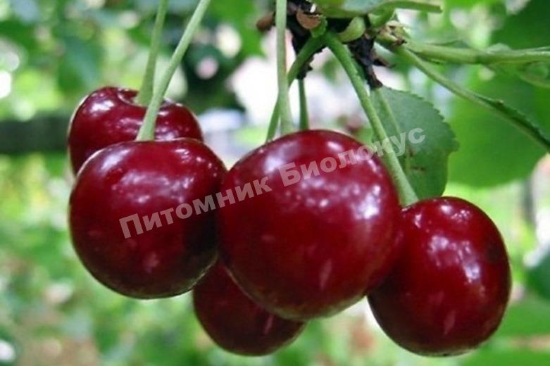 Вишня Гриот Белорусский