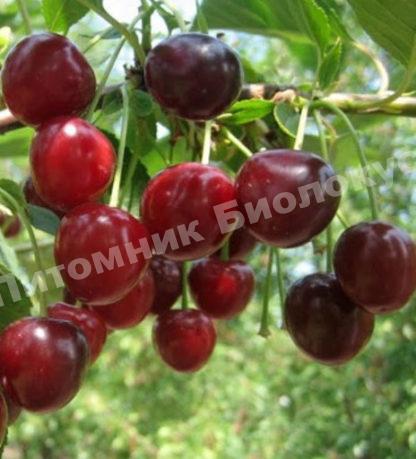 Вишня Гриот Московский