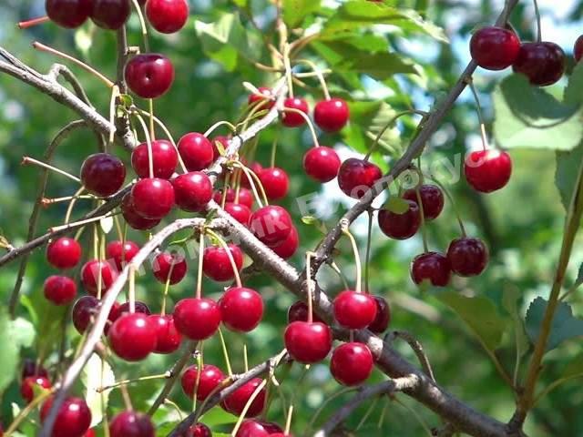 Вишня Гриот Остгеймский