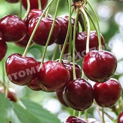 Вишня Гриот Всех Святых