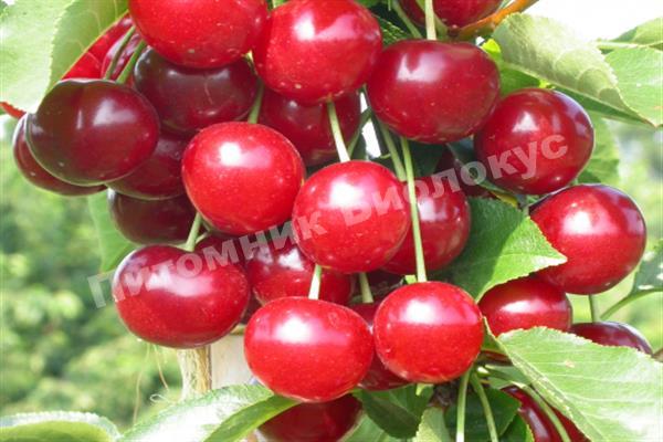 Вишня Игрицкая